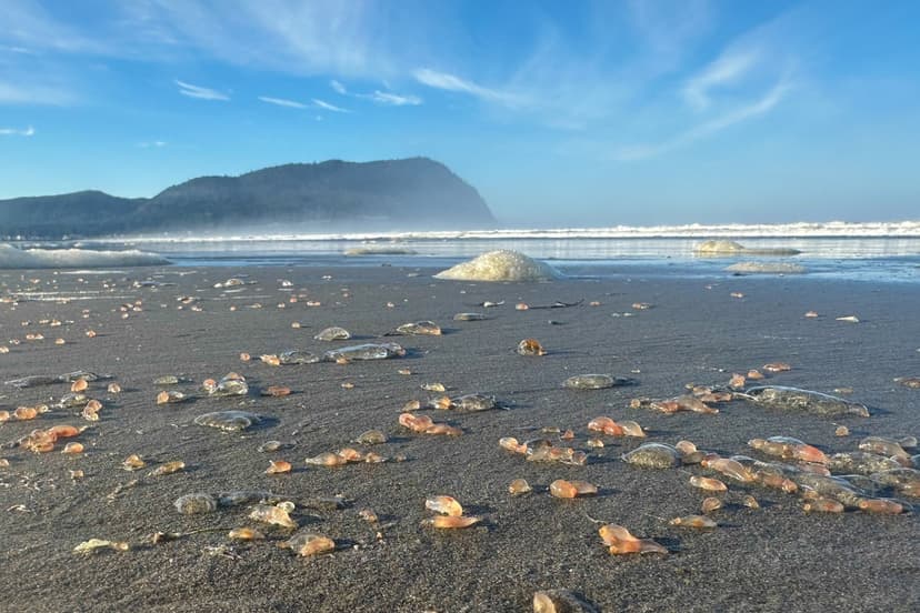 Rare Gelatinous Invasion: Oregon Beach Overrun by Peculiar Sea Cucumbers