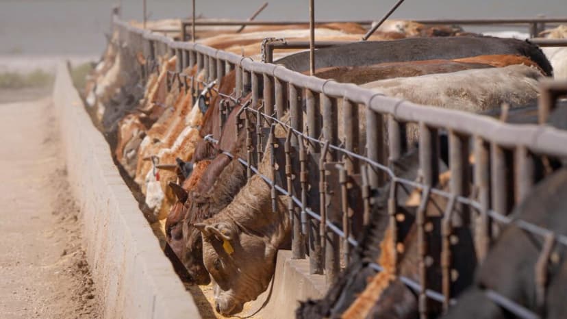 Cattle Farms Exempt from Pollution Reporting, Sparking Environmental Outcry