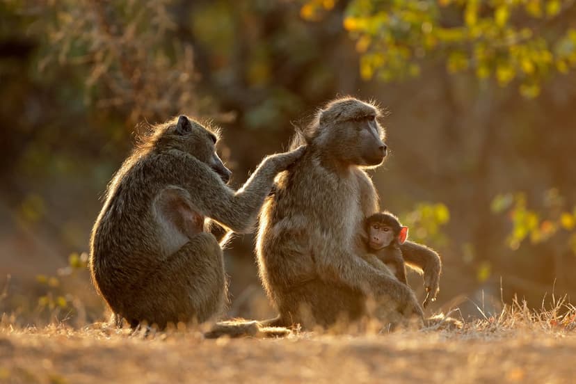 Primates Feast on Fungi: Surprising Dietary Shift Uncovered in Tanzania