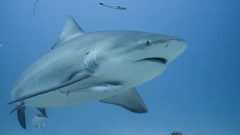 Bull Sharks Invade Popular U.S. Beaches, Putting Swimmers at Risk