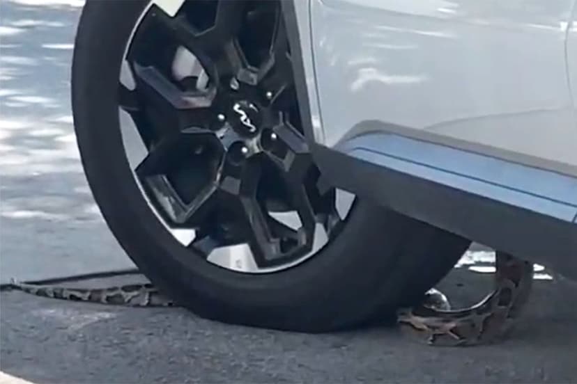 Slithery Surprise: Snake Crashes Pollo Tropical Drive-Thru in Florida