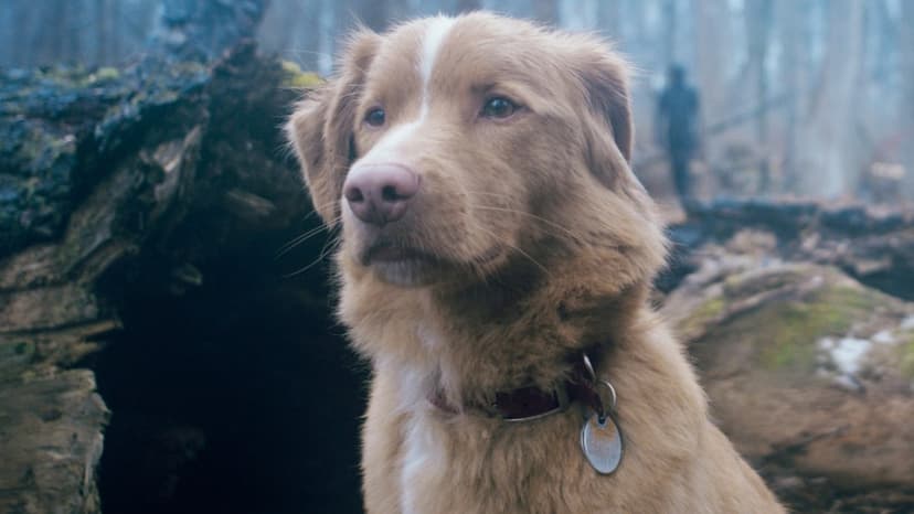 Canine Star Indy Campaigns for Oscar Inclusion: A Barking Good Idea?