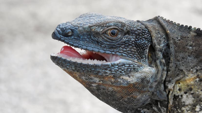 Centuries-Old Reptiles Vindicated: Clarion Island Iguanas Predate Human Arrival by Millennia