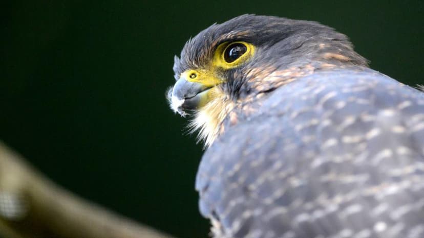 Endangered Kārearea Soars to Victory in New Zealand's Bird of the Year