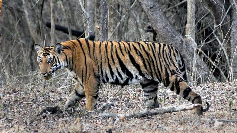 Deadly Tiger Attack Highlights Habitat Degradation Crisis in Karnataka