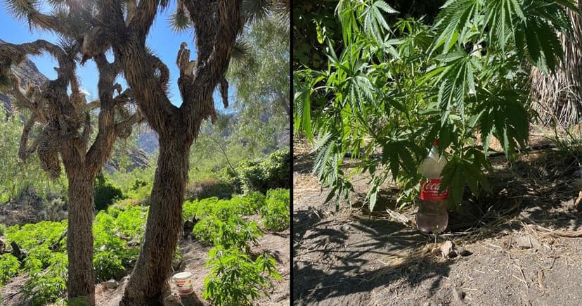 Authorities Eradicate 20,000 Illegal Cannabis Plants Across California