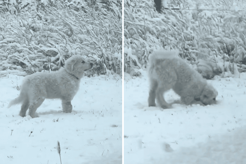 Puppy Discovers Winter Wonderland: Anatolian Shepherd's First Snowfall Delights
