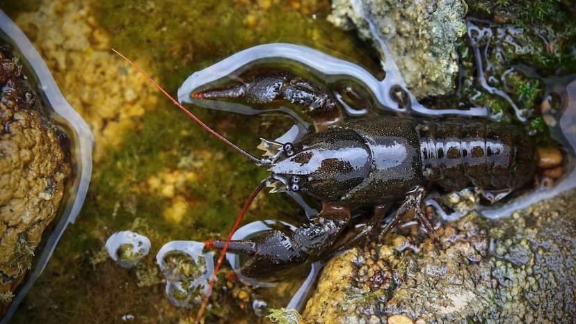 Volunteers Needed to Protect Endangered Crayfish in North Pennines
