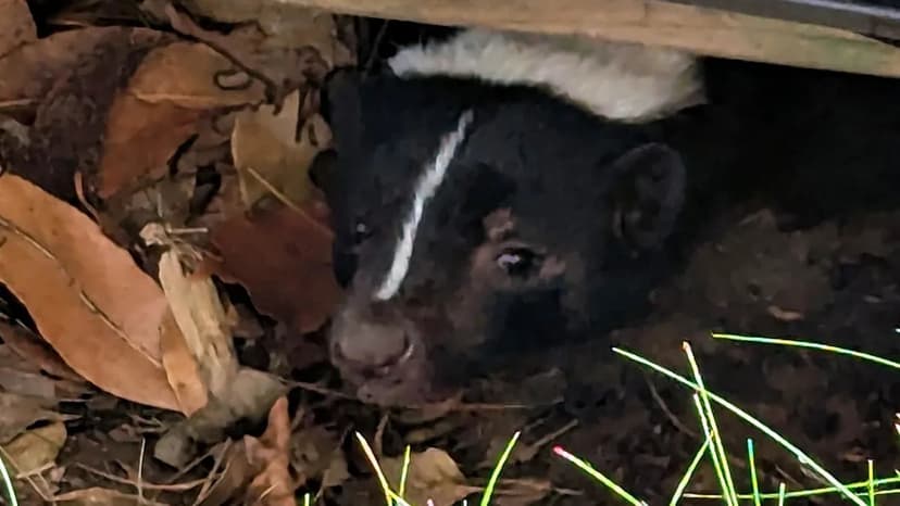 Escaped Pet Skunk Rescued from Backyard in Northamptonshire