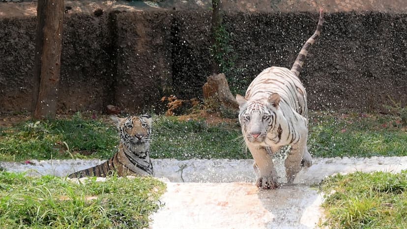Tigress and Cubs Captured in Karnataka's Bandipur Tiger Reserve