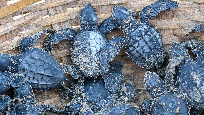 Innovative App Shields Endangered Turtles and Coastal Livelihoods