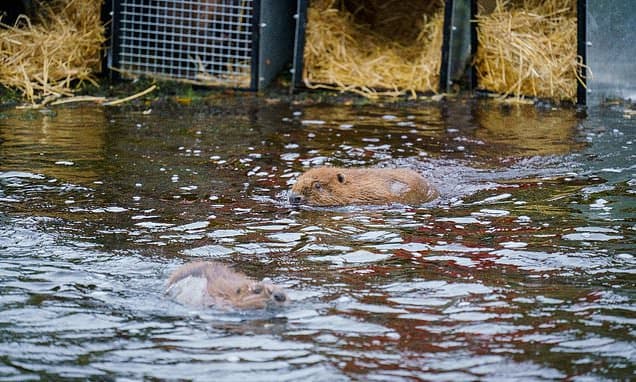 Beavers Reintroduced to Scottish Highlands in Landmark Conservation Effort