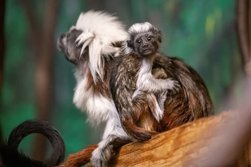 Minnesota Zoo Celebrates Rare Cotton-Top Tamarin Birth Amid Endangered Species Crisis