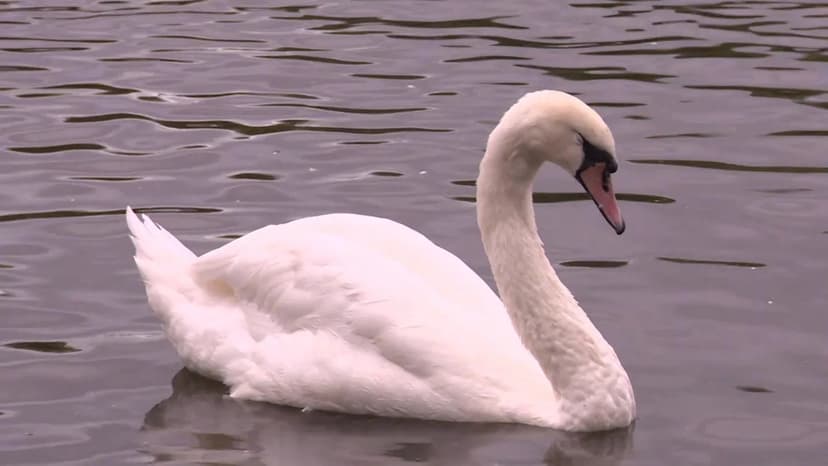 Deadly Dog Attacks on Swans Prompt Urgent Warnings for Pet Owners