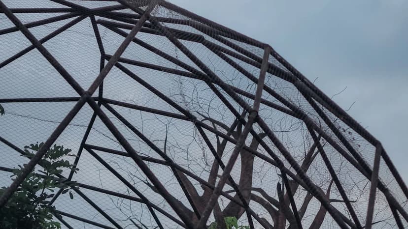 Rare Birds Rescued from Trafficking Syndicate in India