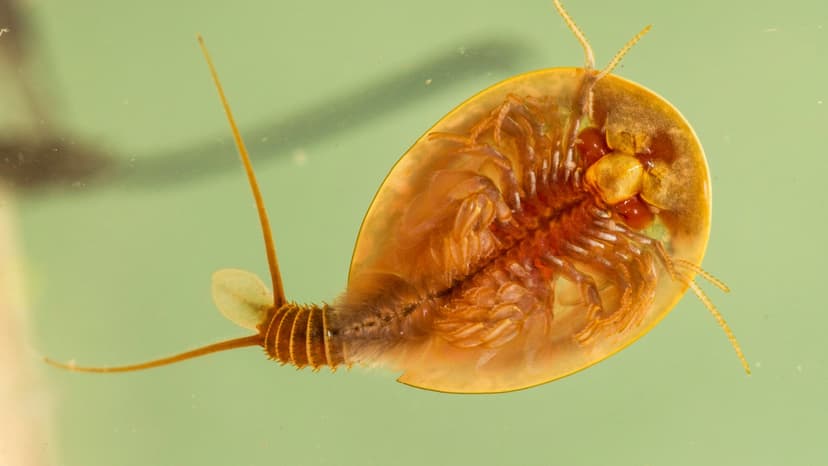 Extinct Tadpole Shrimp Rediscovered in Scotland After 75 Years