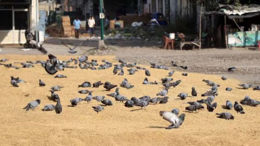 BMC Designates Controlled Pigeon Feeding Spots in Mumbai