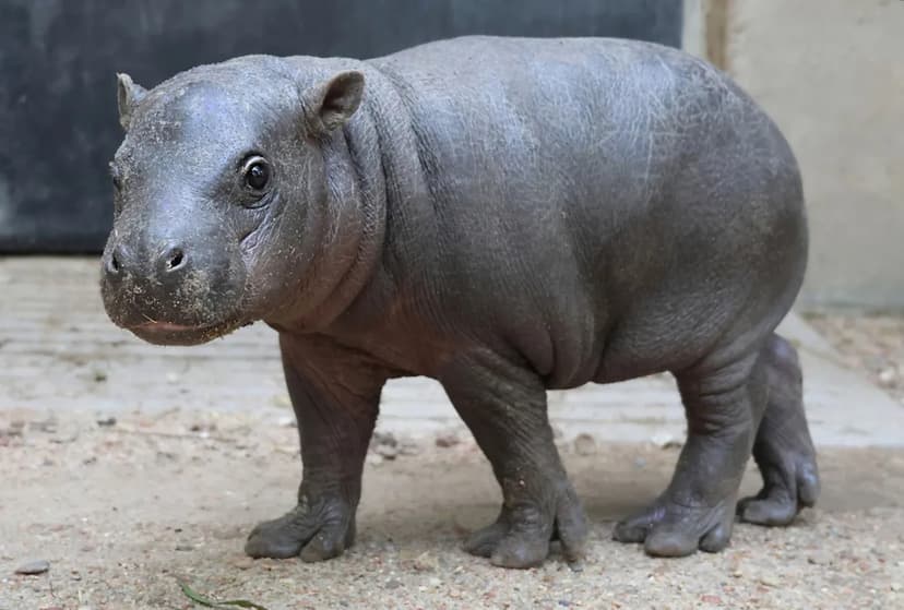 Pygmy Hippo Siblings Become Viral Sensations