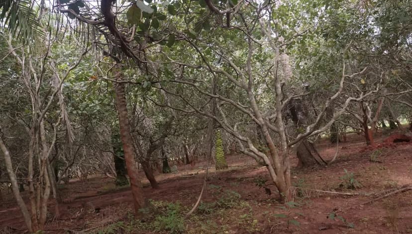 Kano State Bans Chainsaws to Protect Forests