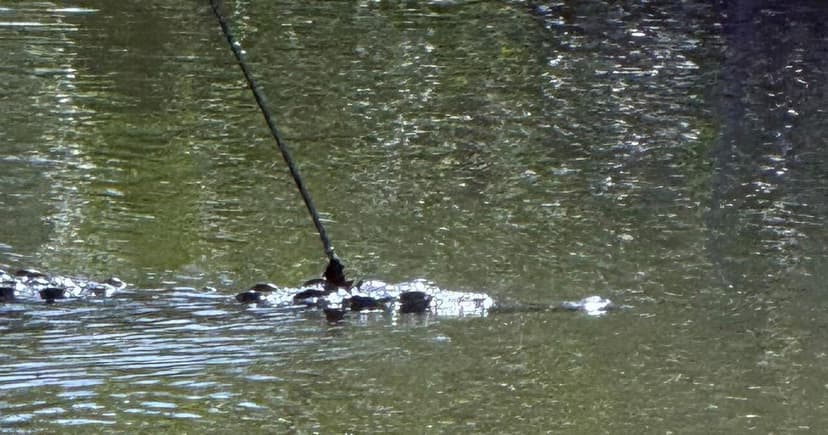 Injured Crocodile Spotted in Florida Keys with Spear in Head