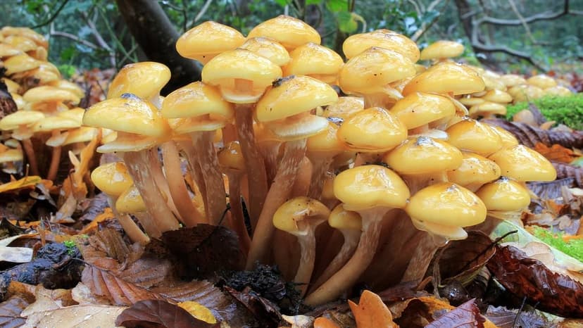 Honey Fungus Outbreak Devastates UK Gardens Amid Climate Change