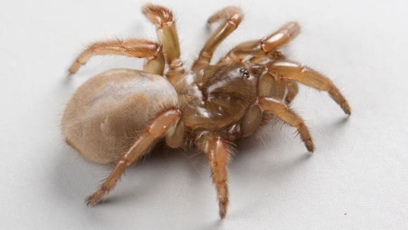Genetically Distinct Trapdoor Spider Discovered in California Dunes