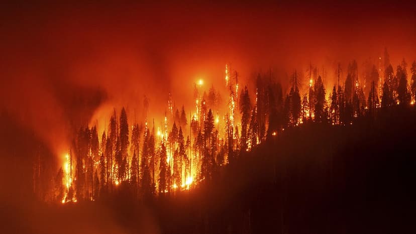 Wildfires Devastate India, Impacting 15 Million in 2024-25