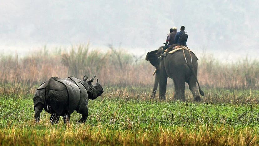 Kaziranga National Park Safeguards 40% of Northeast India's Amphibians and Reptiles