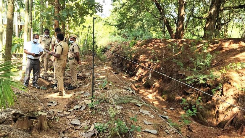 Elephant Electrocuted in Illegal Fence Incident