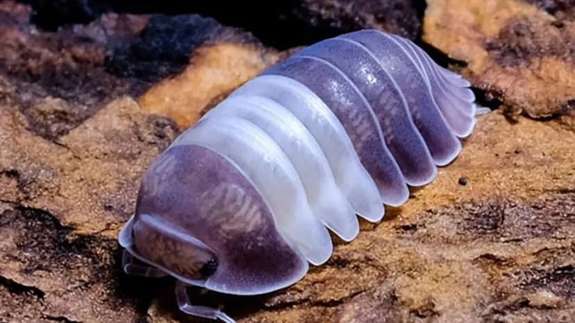 Exotic Isopod Smuggling Rings Exposed: Lucrative Underworld Thriving in UK