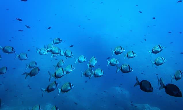 Deep-Sea Mining Threatens Vital Ocean Food Webs, Study Warns