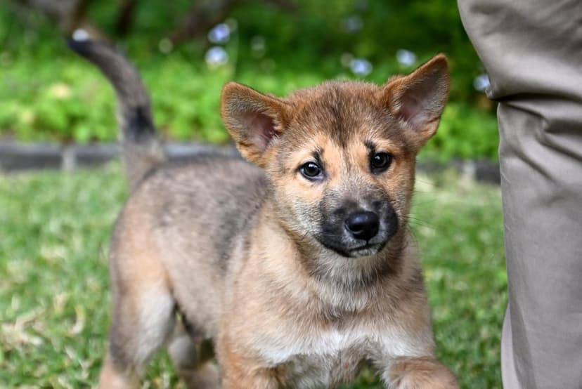 Queensland Mulls Reclassifying Dingoes as Household Pets