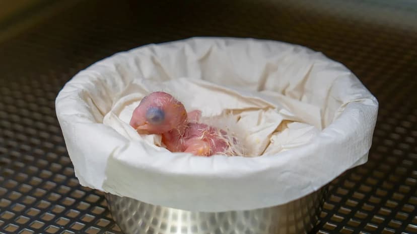 Extinct Parrot Hatches in Belgian Zoo, Sparking Conservation Hope