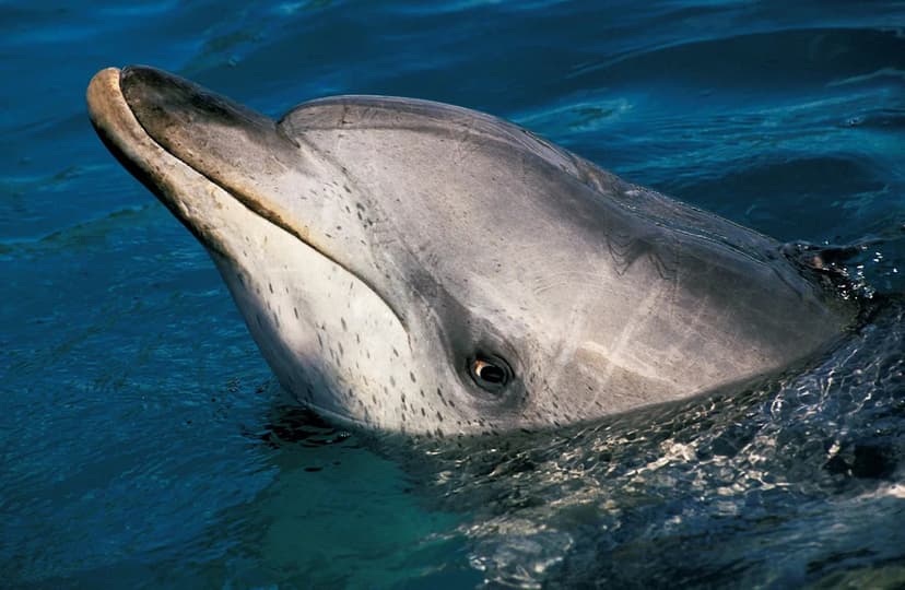 Toxic Algae Blooms Linked to Alzheimer's-Like Brain Damage in Florida Dolphins