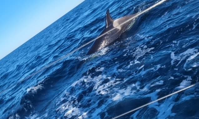 Yachtsman Recalls '45 Minutes of Turmoil' During Orca Attack