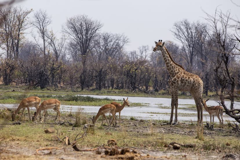 Okavango Delta: Botswana's Endangered Natural Wonder