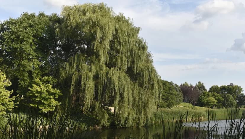 Mutant Goldfish Takeover: Minnesota Lake Becomes Feeding Ground for Zoo Animals