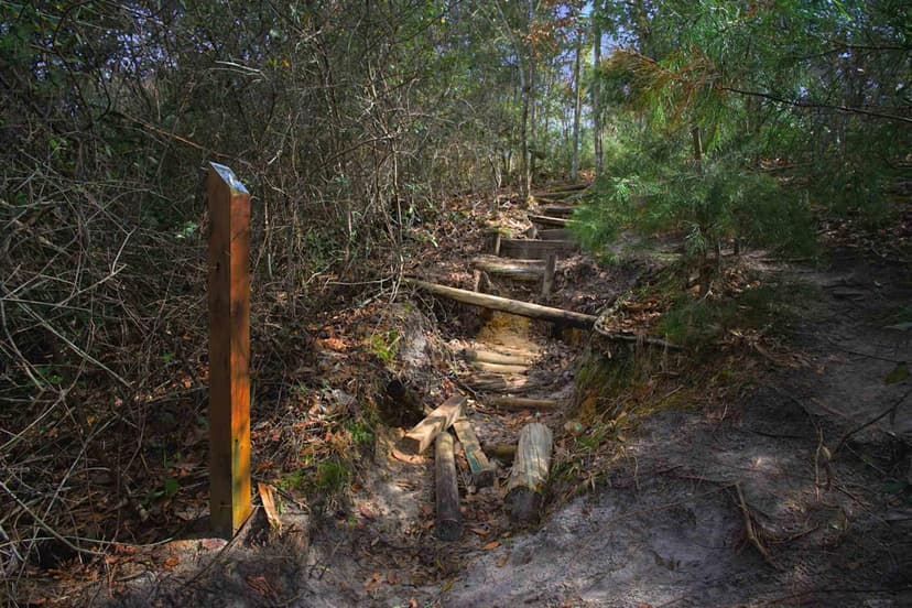 Torreya State Park: Florida's Hidden Gem with Waterfalls, Rare Trees, and Civil War History