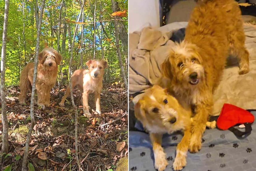 Compassionate Rescuer Risks All to Reunite Abandoned Dogs with Loving Home