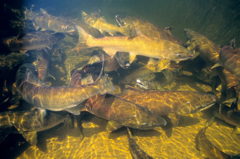 Decades-Long Legal Battle Over Columbia Basin Salmon Reignites