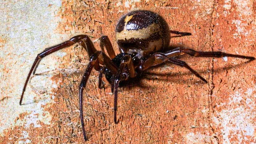 Tiny Spider Subdues and Consumes Pygmy Shrew in Gruesome Display