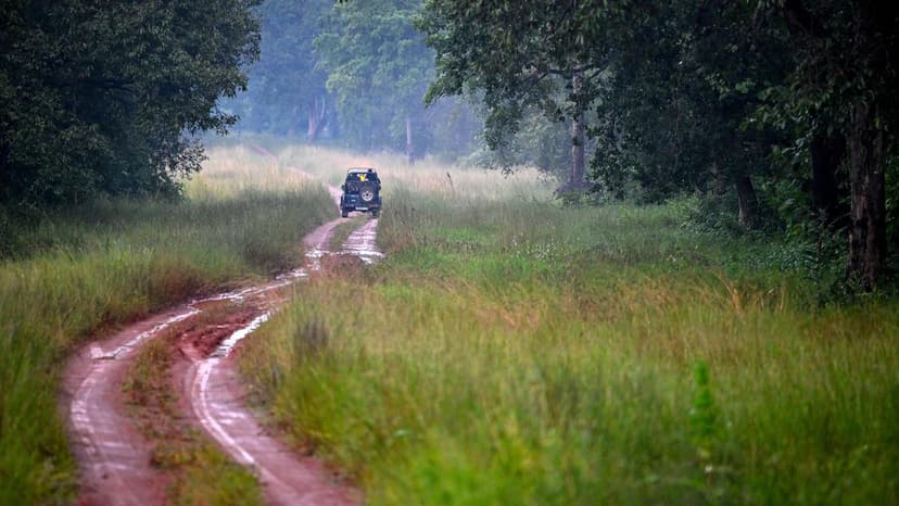 Unsung Heroes: India's Forest Rangers Risking Lives to Protect Wildlife