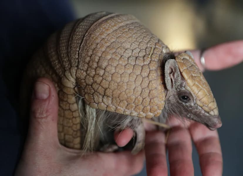 Armadillo Invasion Threatens Indiana's Ecosystems