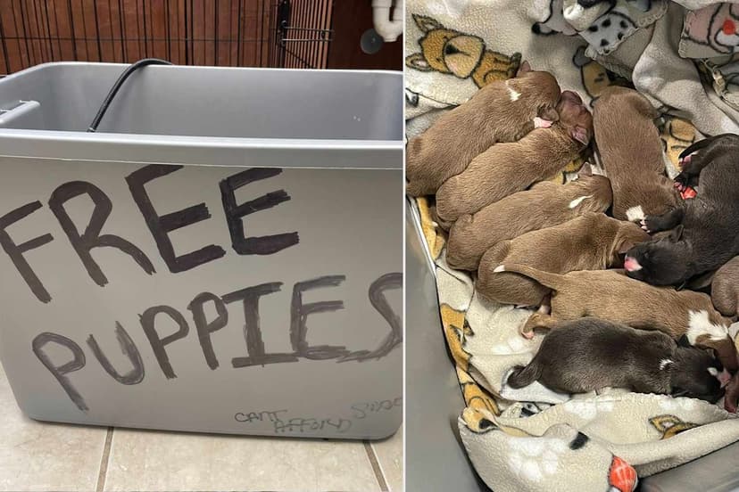 Tub of Hope: 9 Pups Rescued From Abandonment