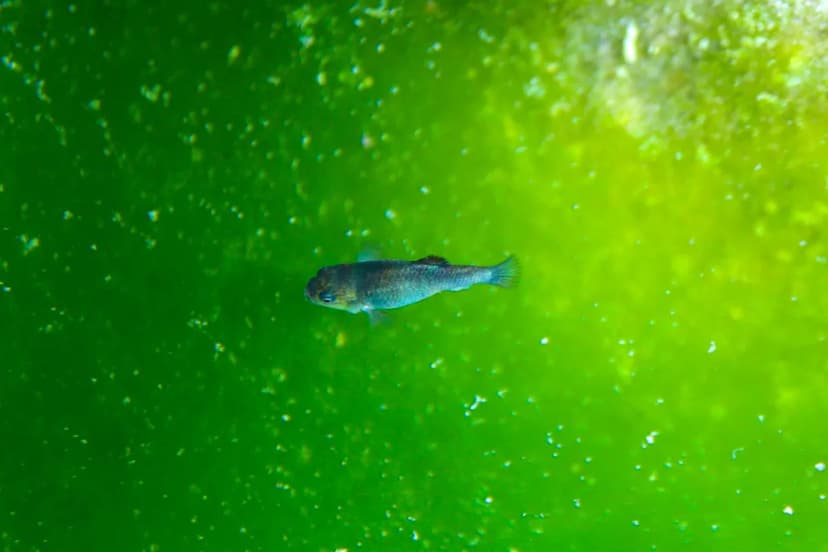 Endangered Pupfish Rebounds After Earthquakes Rattle Its Home