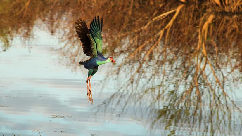Lake Apopka: Florida's Revitalized Wildlife-Rich Oasis