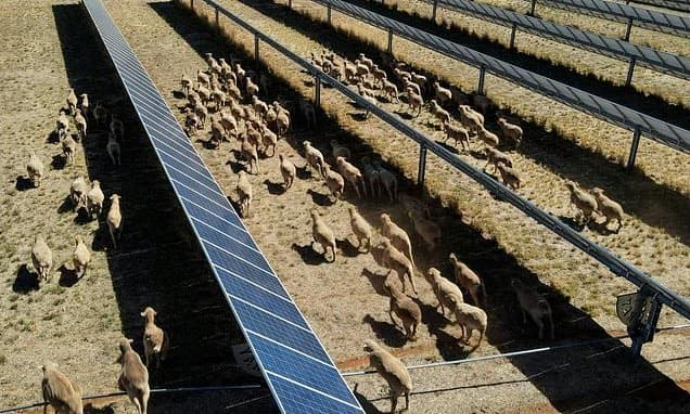 Australian Farmers Combine Sheep and Sun