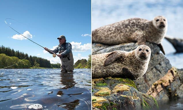 AI to Guard Scottish Salmon from Seals