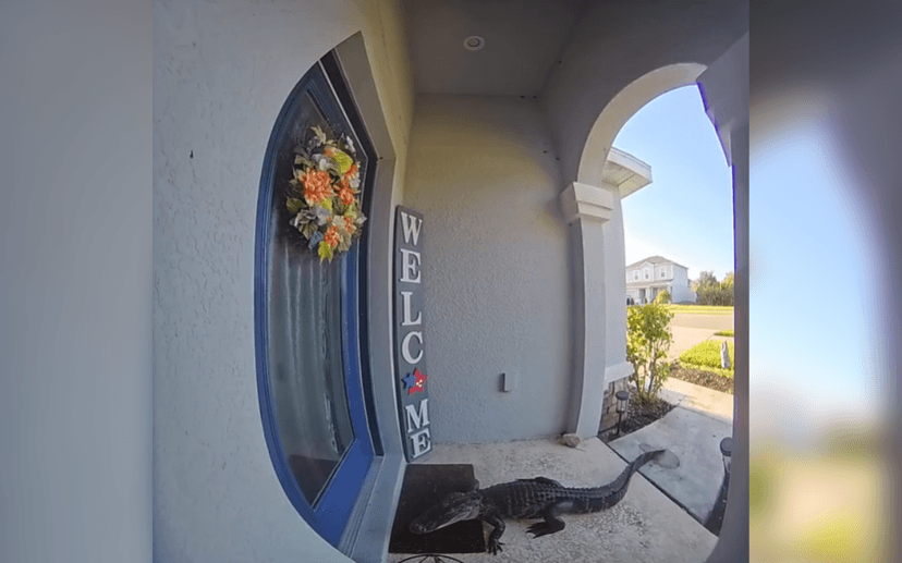 Florida Homeowner's Shocking Doorbell Visitor: An Alligator!
