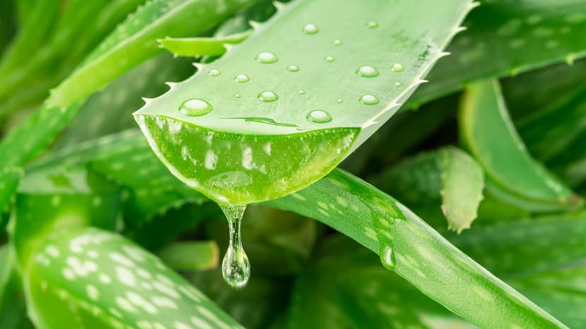 Aloe Vera Compounds May Fight Alzheimer's